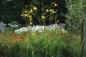 Preview: Hemerocallis 'Autumn Minaret' | Taglilie